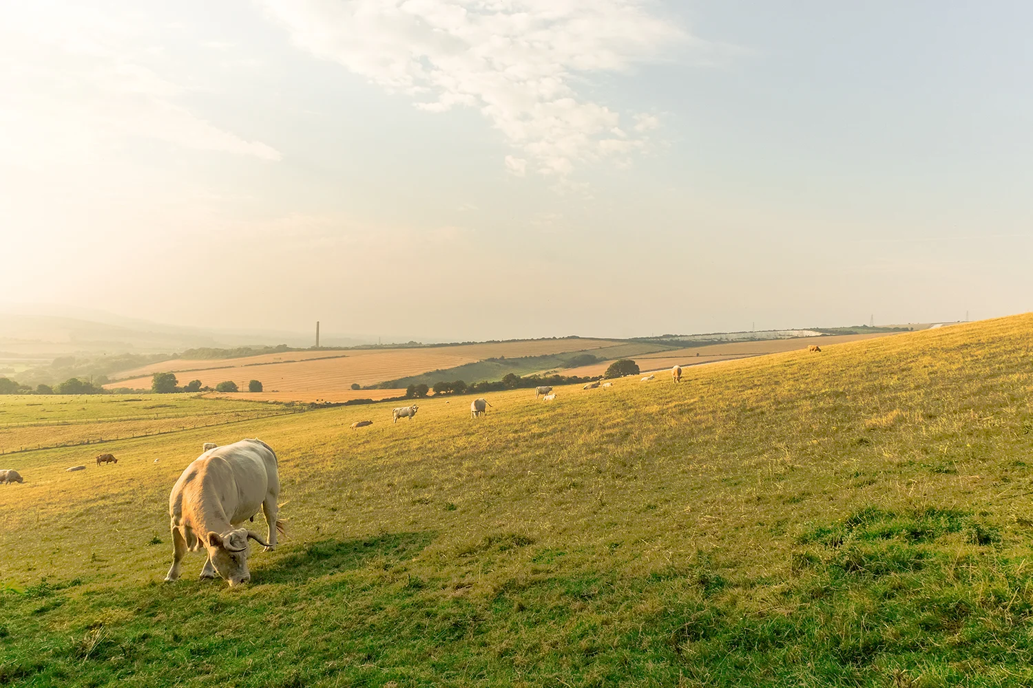 Тестовое изображение с быком